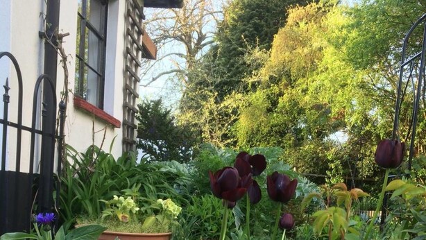 Un jardín con tulipanes y otras plantas, un edificio blanco con marcos de ventana negros y una cerca negra.