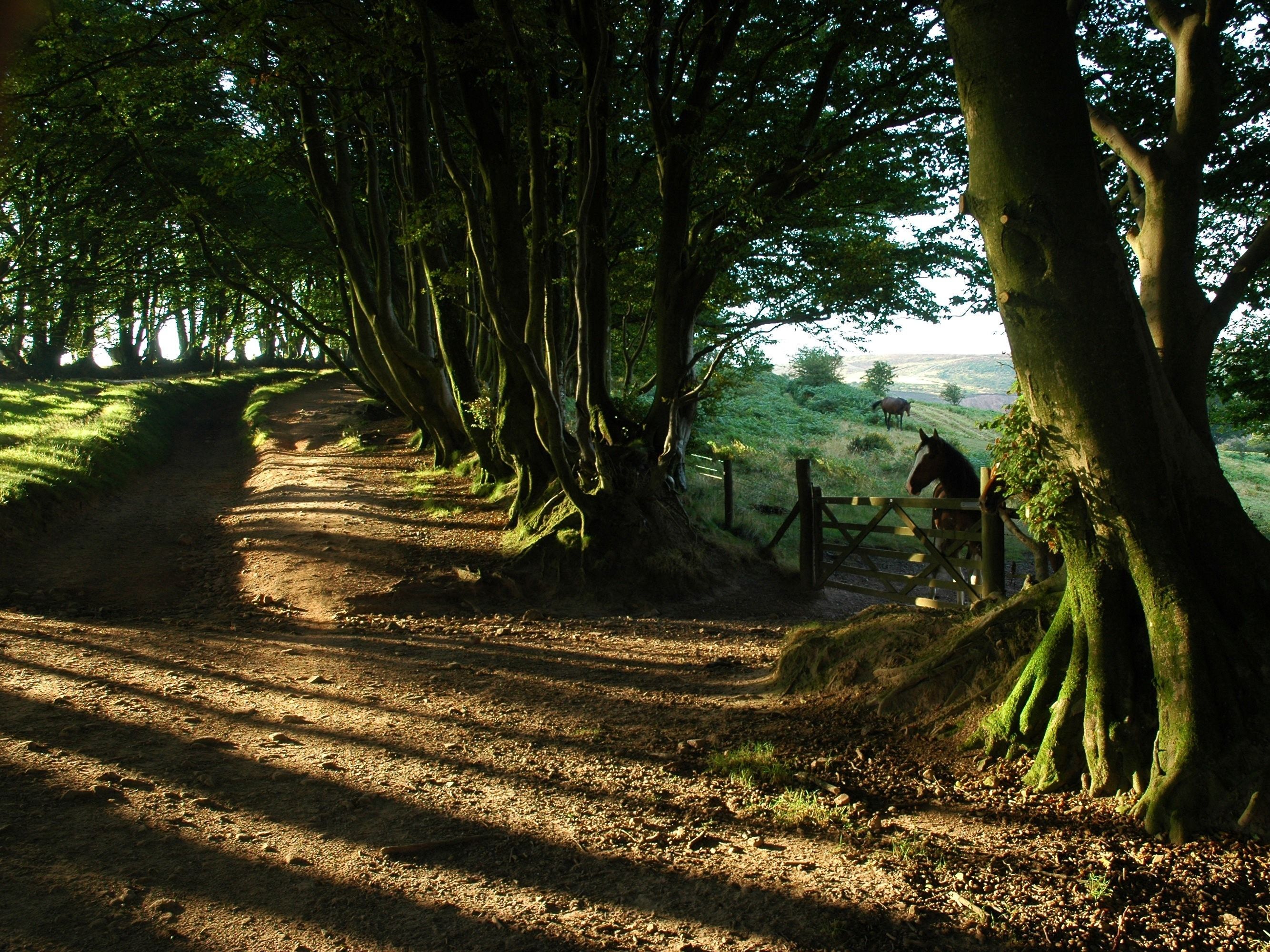 A dirt path flanked by trees, leading to a gate with a horse visible in the distance.