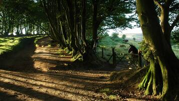 A dirt path flanked by trees, leading to a gate with a horse visible in the distance.