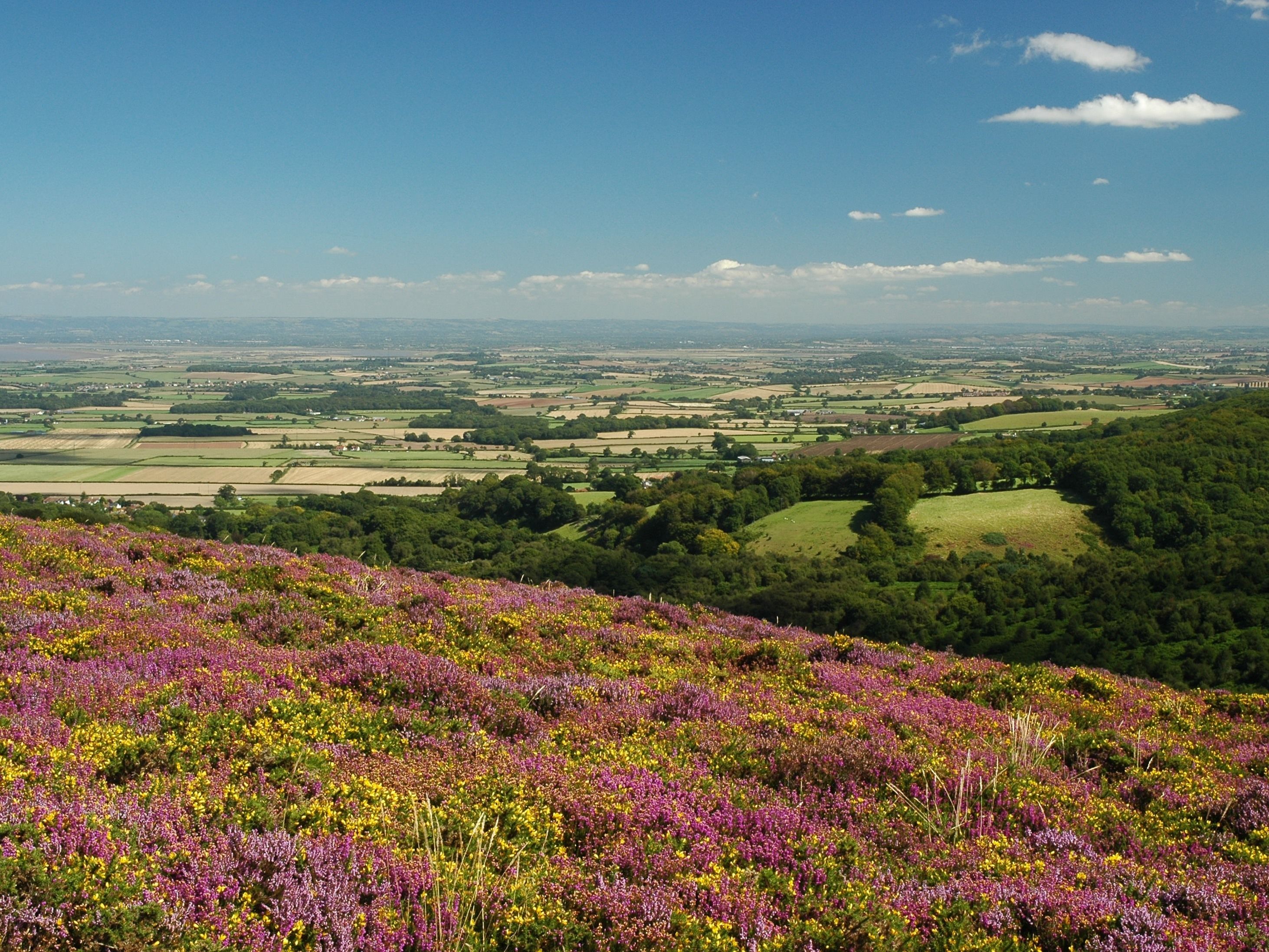 A panoramic view of a countryside landscape with fields and a hill covered in purple and yellow flowers.