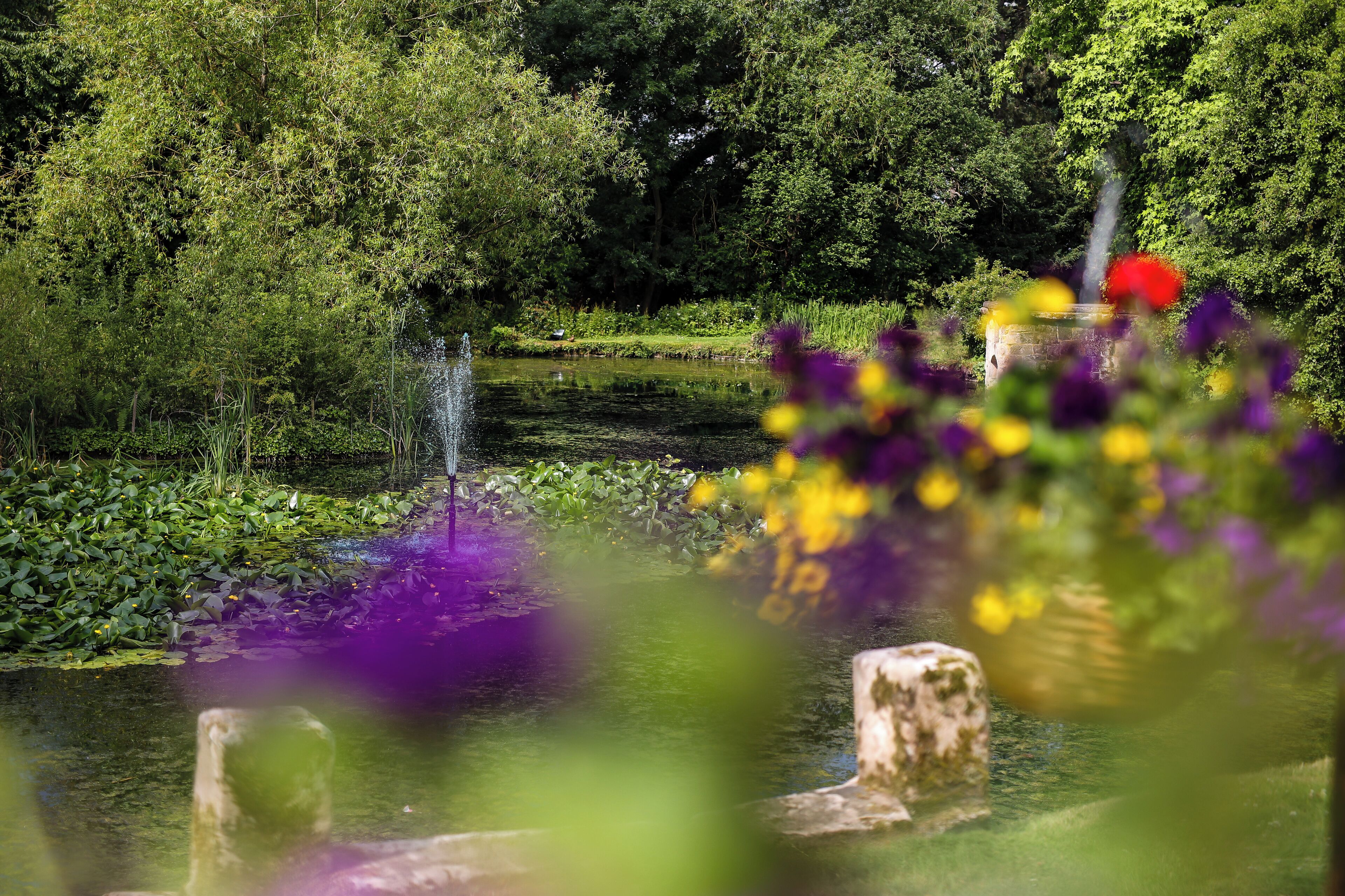 A serene pond with a fountain, surrounded by lush greenery and vibrant flowers.