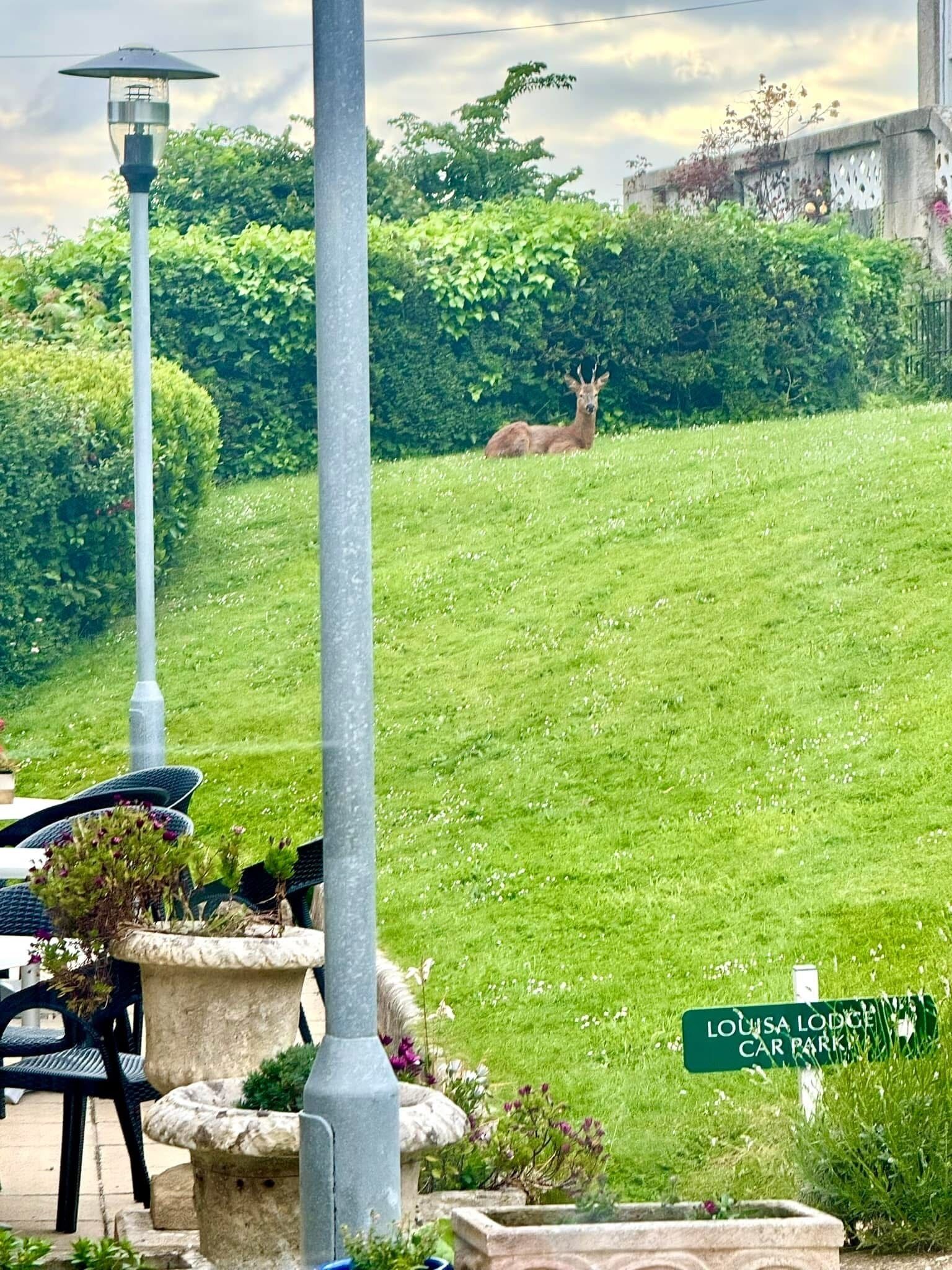 A deer in a grassy area with a sign for Louisa Lodge Car Park in the foreground.