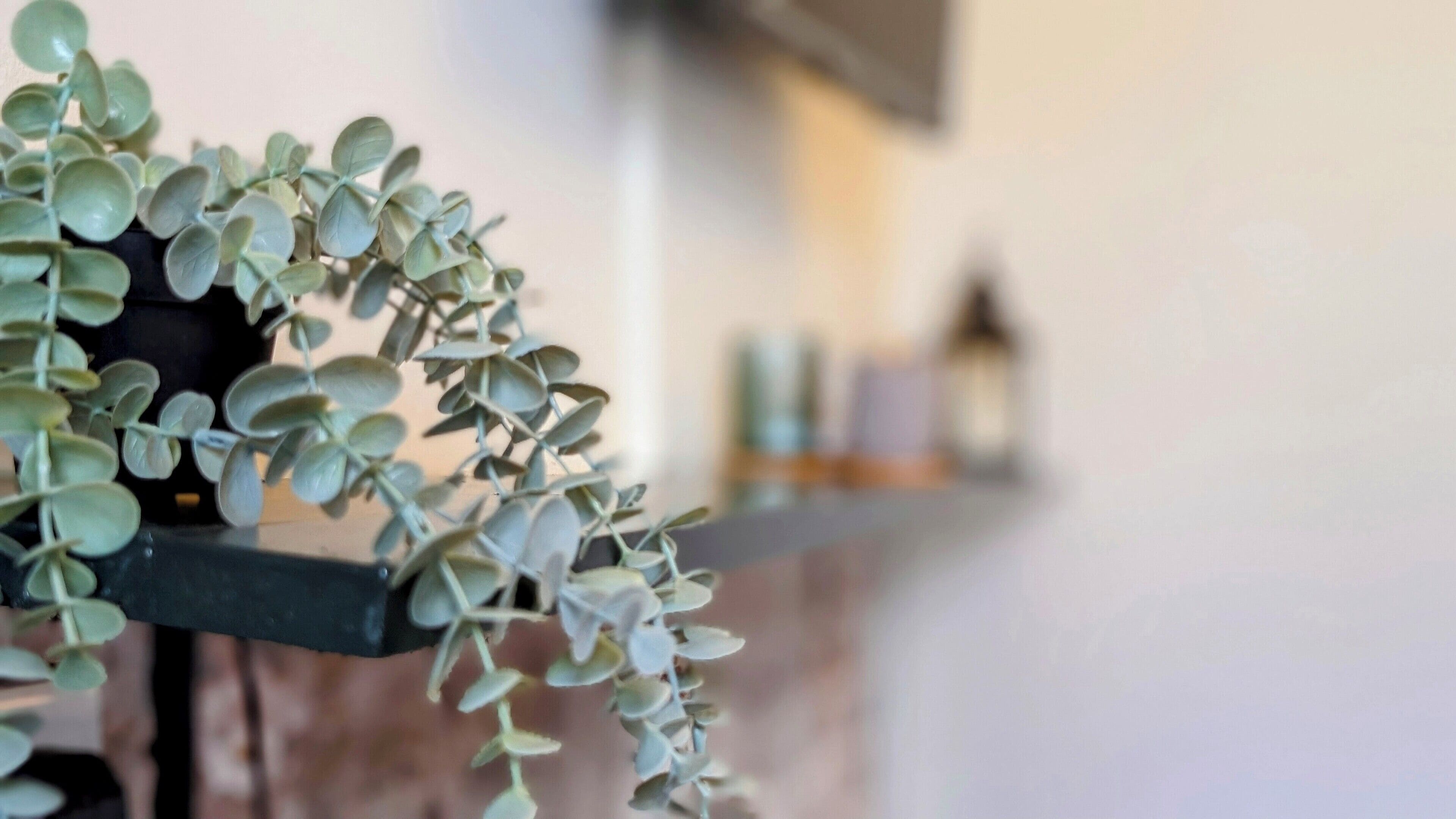 A potted plant with small, rounded leaves on a dark-colored shelf.