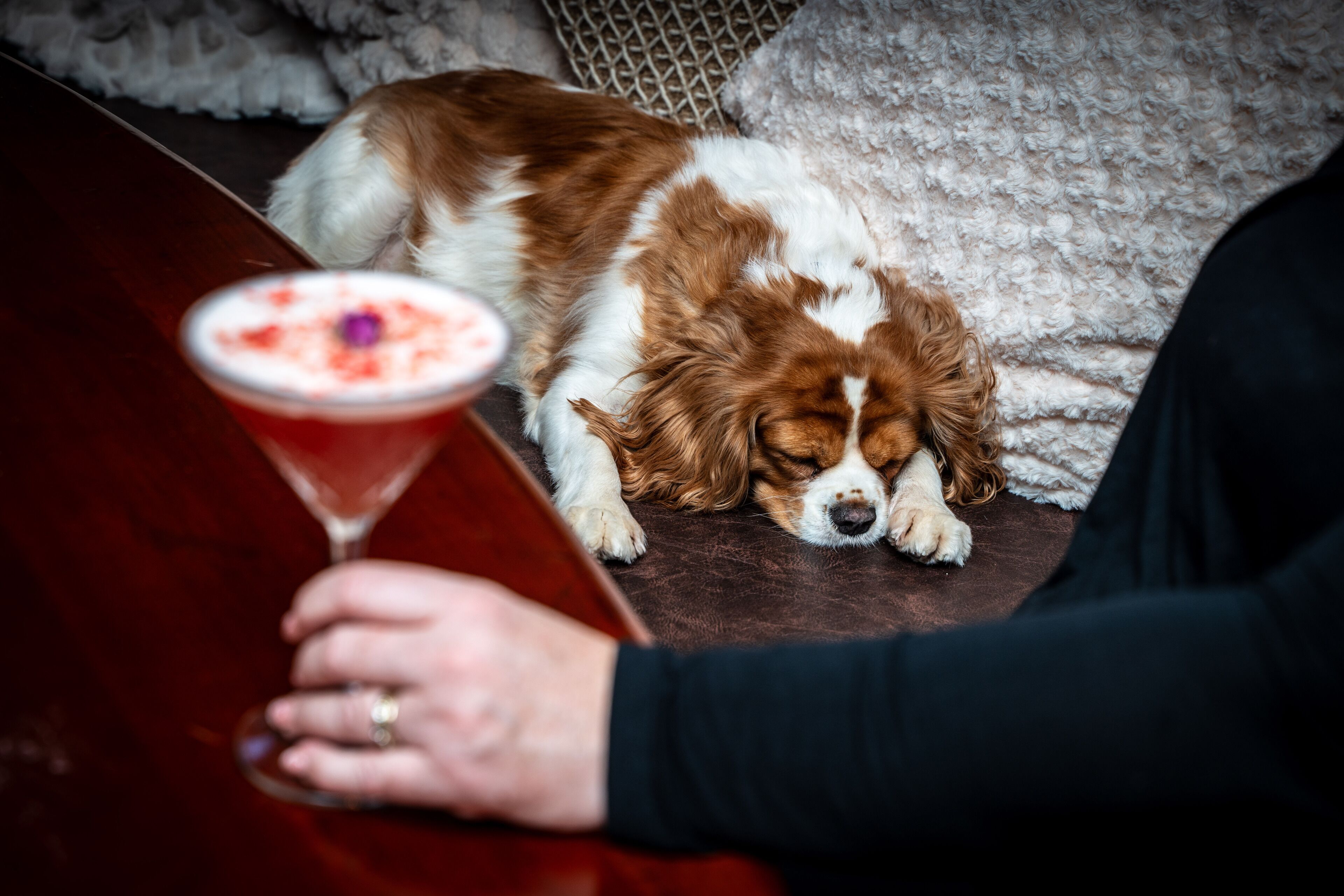 Un perro recostado sobre una alfombra, cerca de una persona sosteniendo una copa de martini.