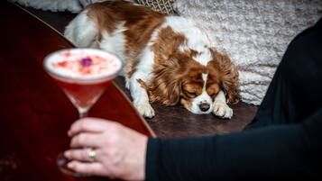 Un perro recostado sobre una alfombra, cerca de una persona sosteniendo una copa de martini.