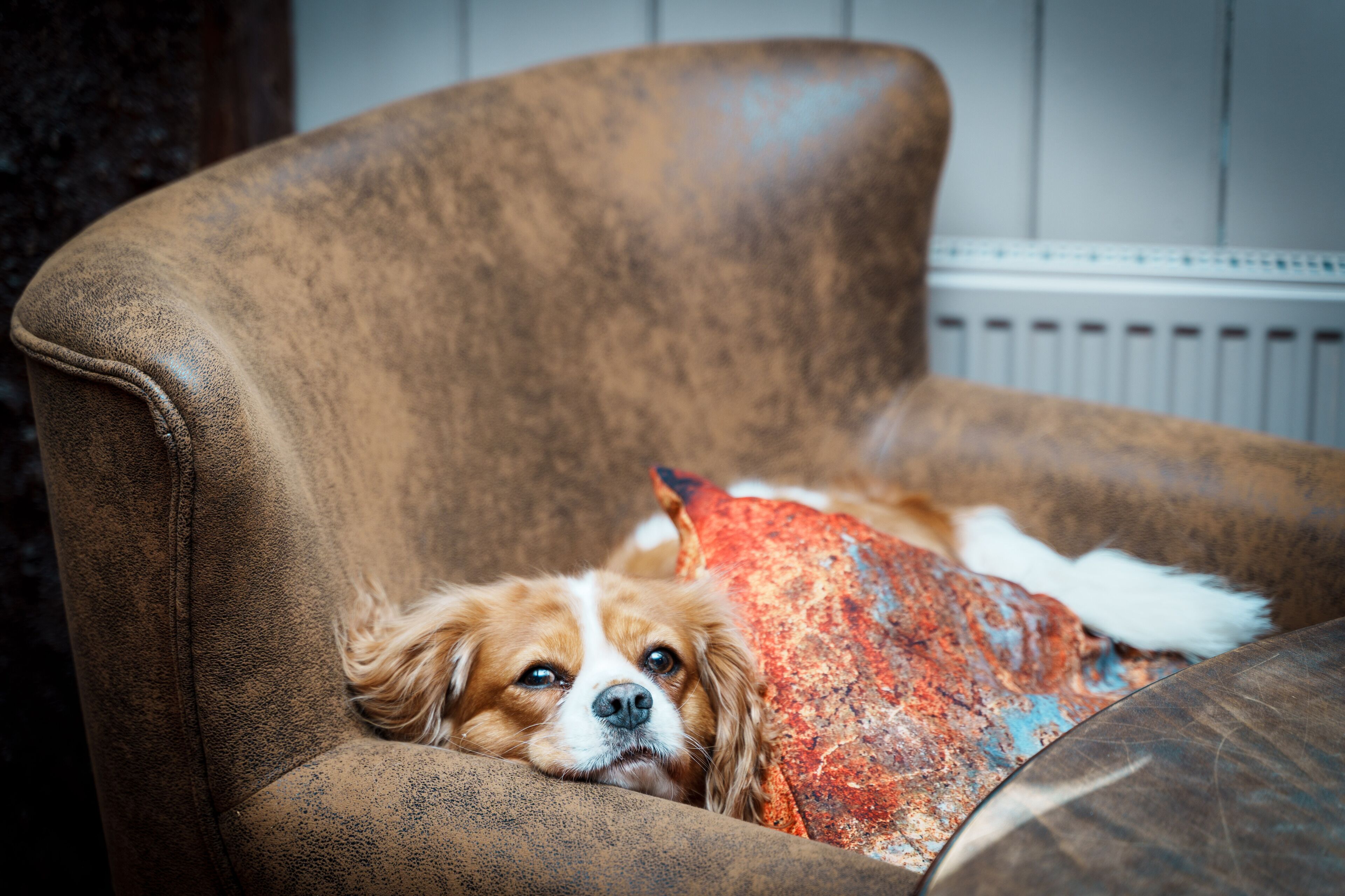 A brown leather armchair with a cushion.