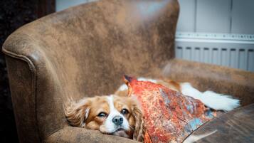 A brown leather armchair with a cushion.