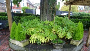 Un parterre circulaire agrémenté de différentes plantes en pot et d’un tronc d’arbre au centre.