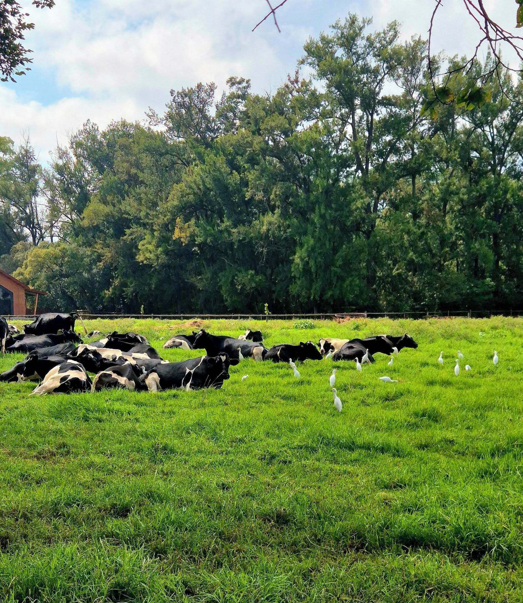 A grassy field with cows and birds, surrounded by trees and a building.