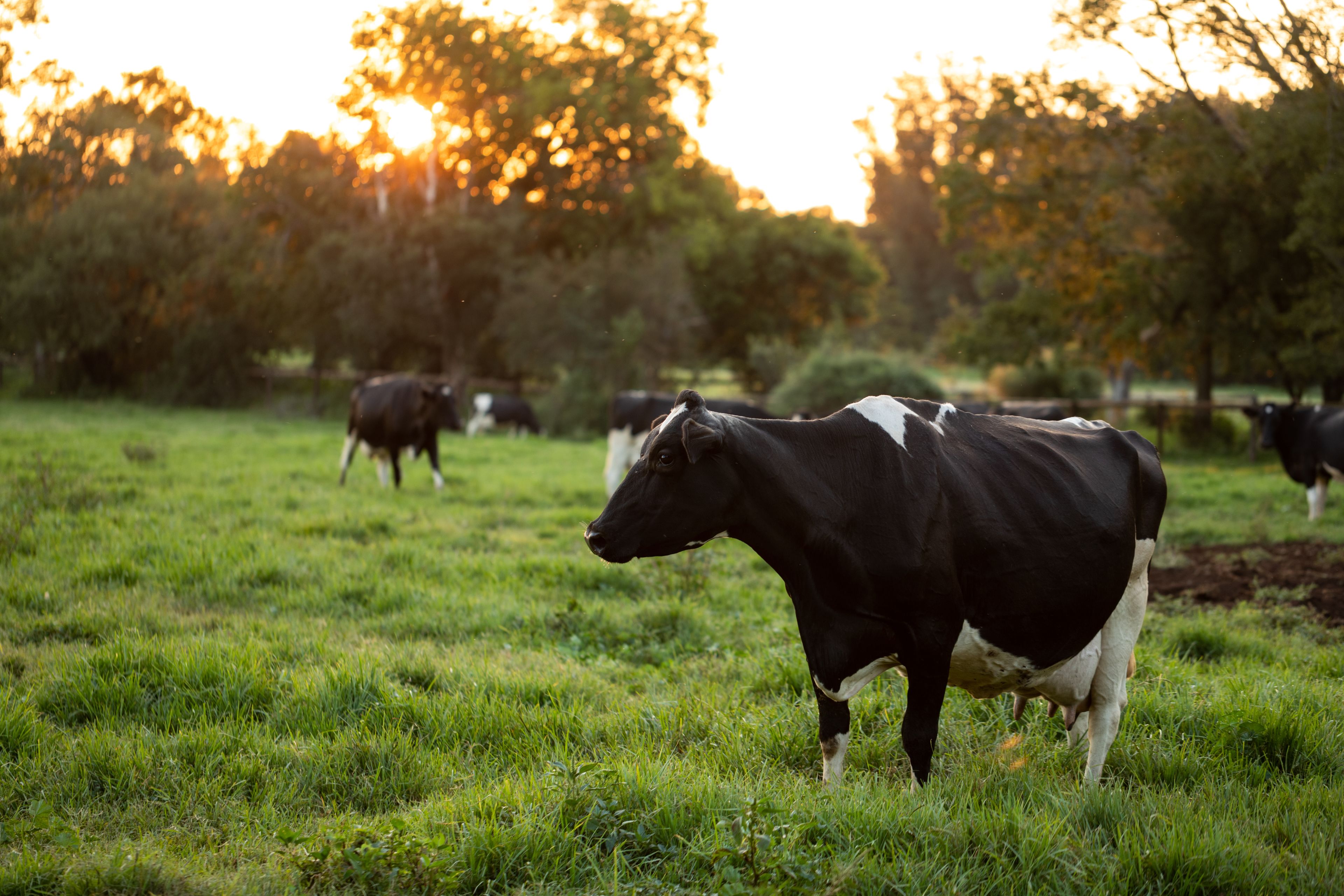 Foto - Irene Country Hotel