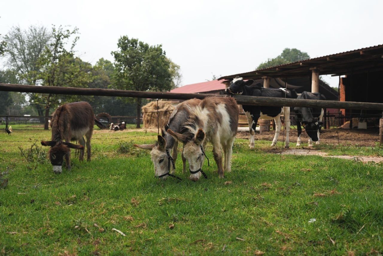 Hoạt động cho trẻ em