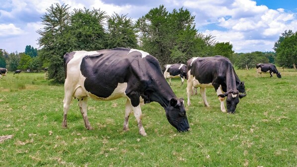 Un campo cubierto de hierba con vacas pastando, rodeado de árboles.