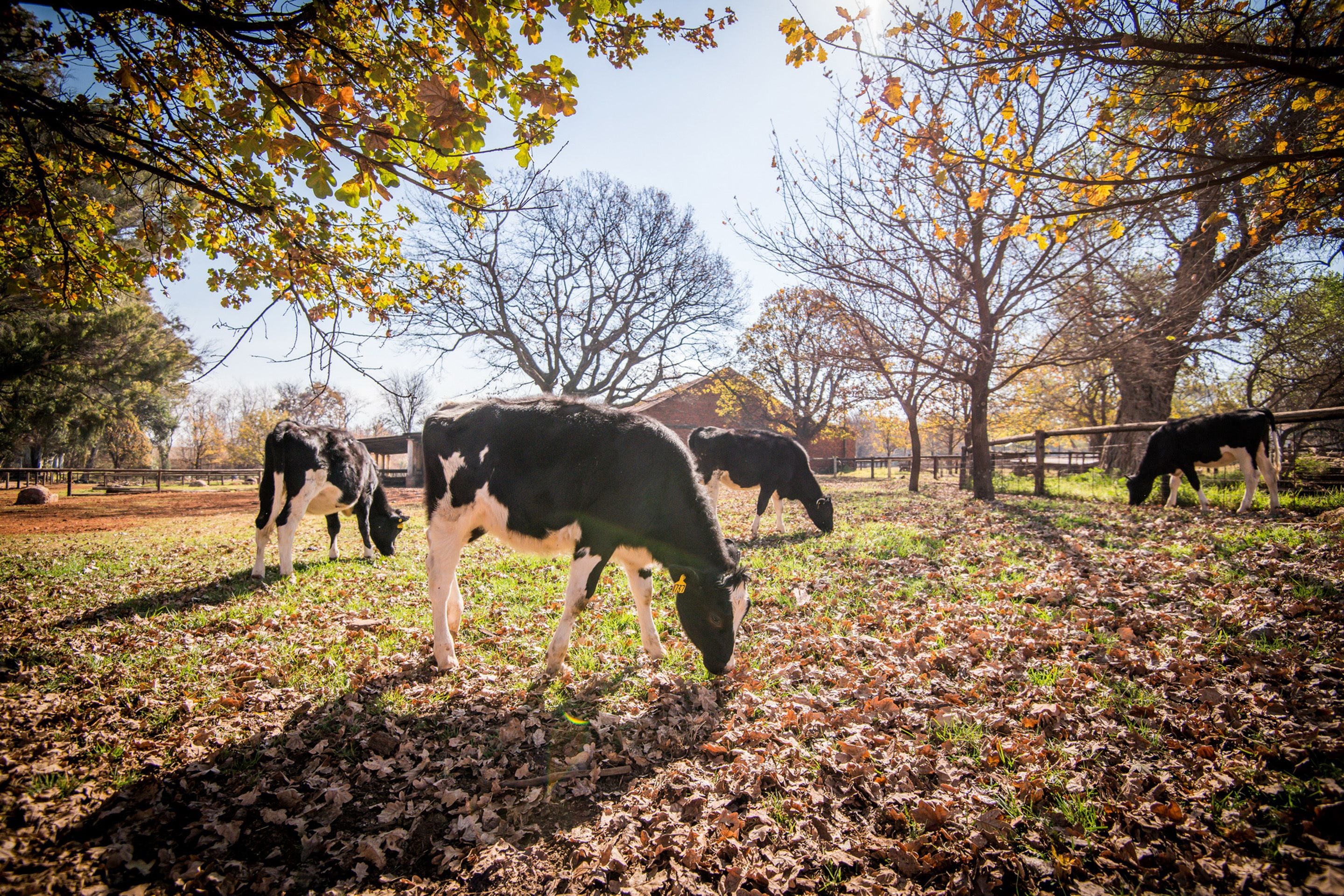 Foto - Irene Country Hotel