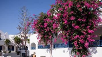 A poolside area with a clear blue pool, white buildings with blue accents, and pink flowering trees.