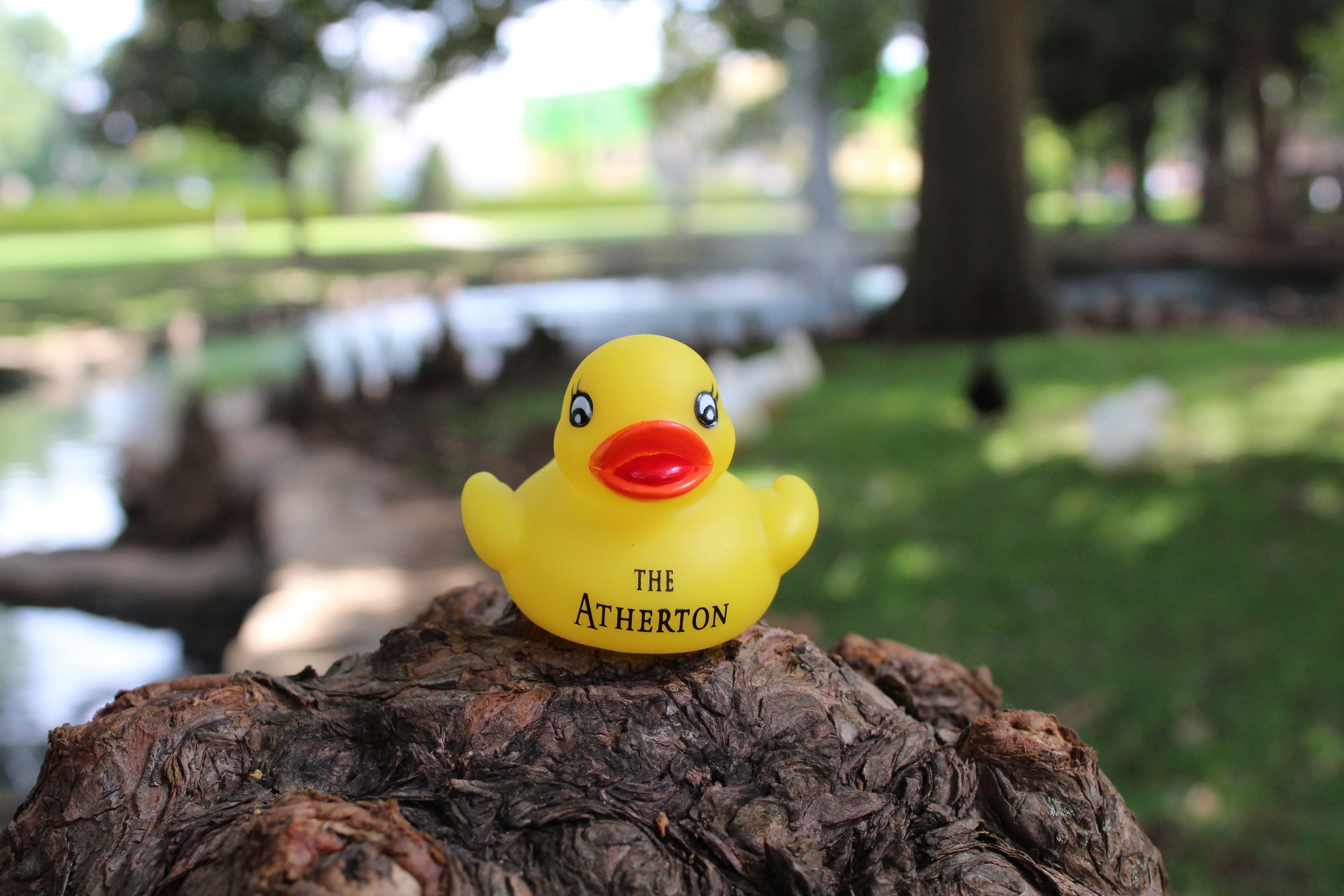 Un patito de hule amarillo con la leyenda "THE ATHERTON", sobre un tocón de árbol.