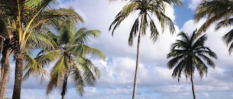 A beach with palm trees and chairs facing the ocean.