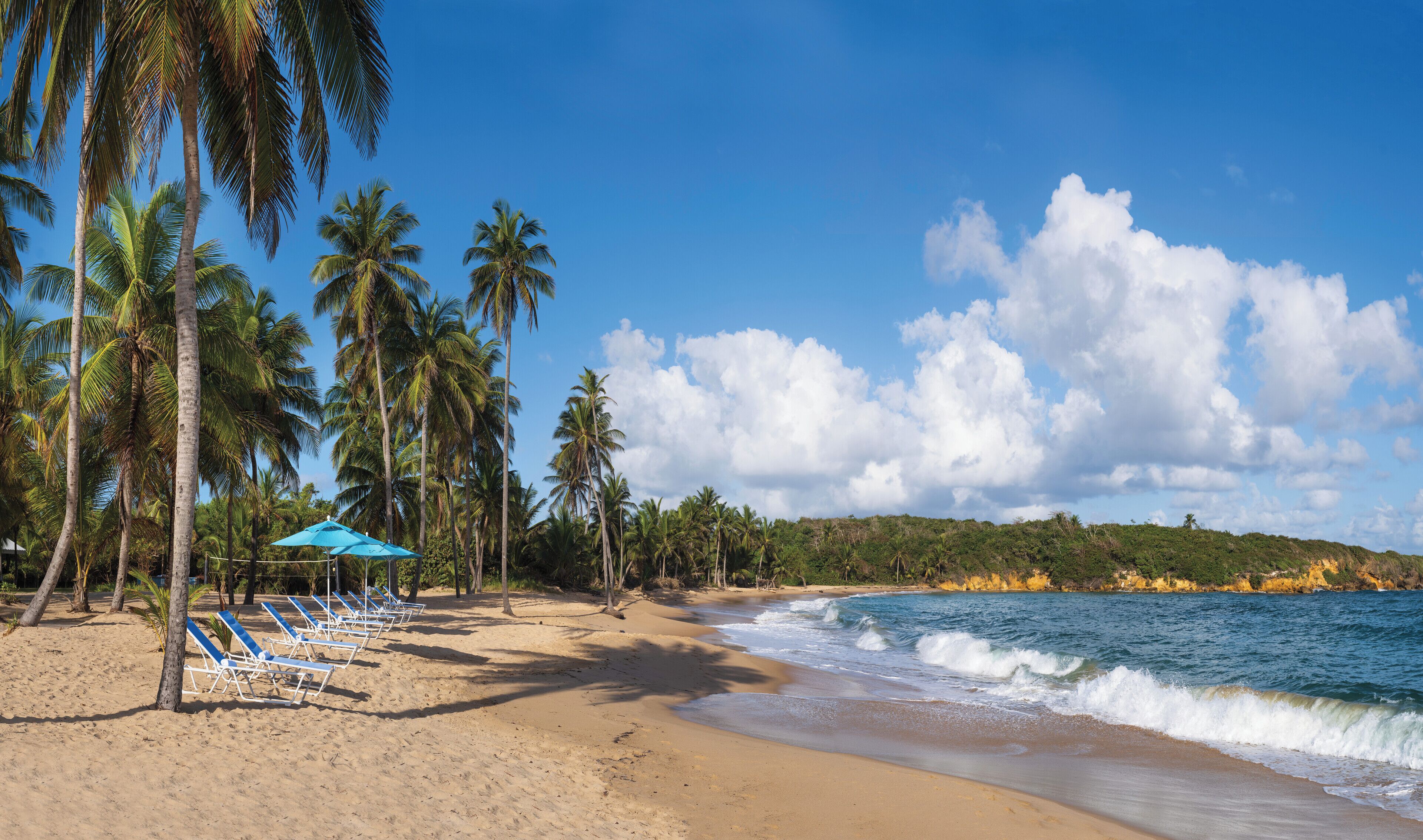 A beach with palm trees, a clear sky, and a calm sea.