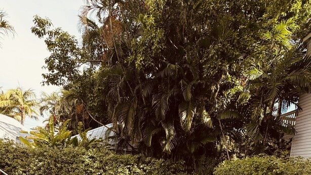 Una piscina con cubierta de madera y barandillas metálicas, rodeada de abundante vegetación y plantas en macetas.