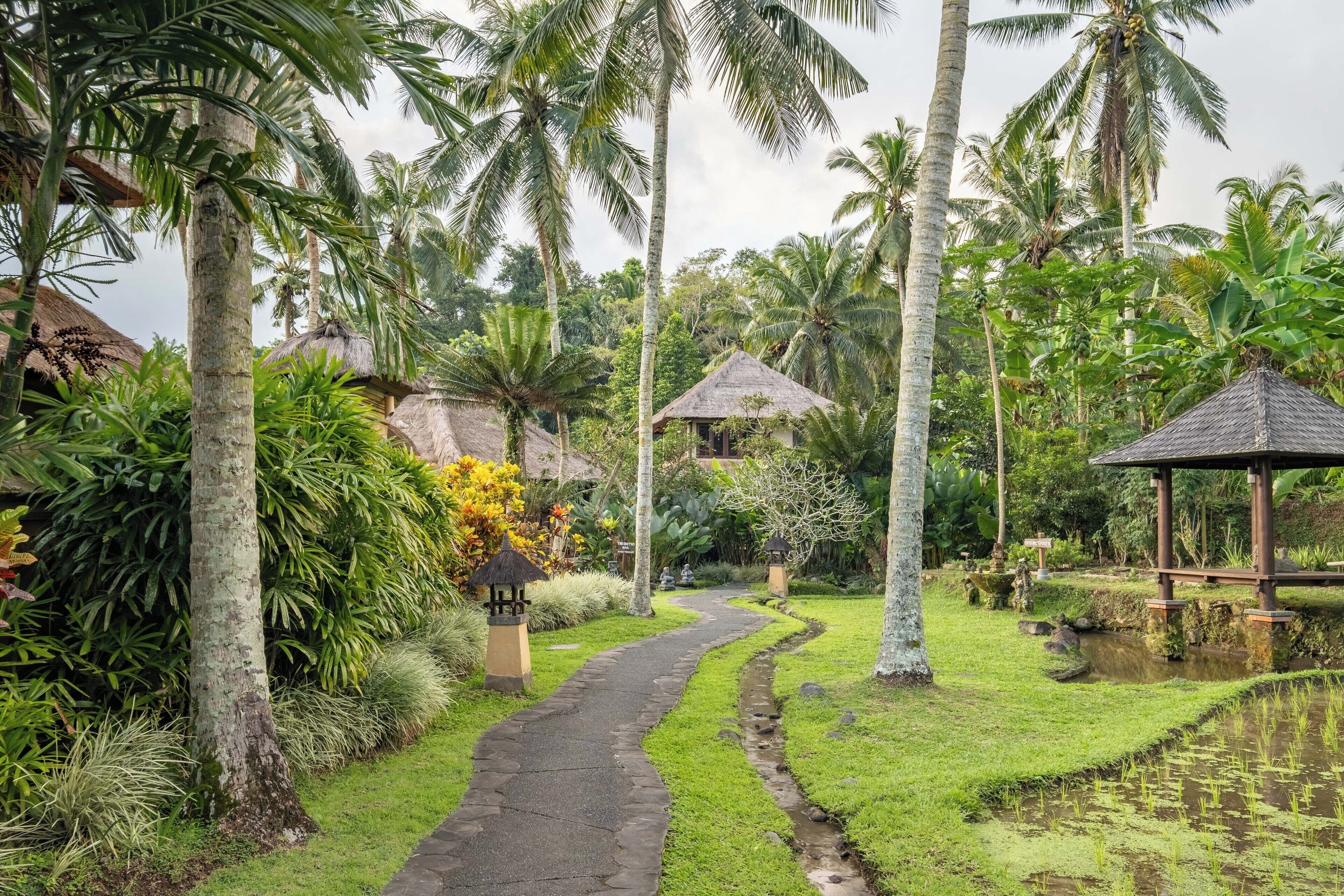 A pathway leading through a lush garden with palm trees and a small pond.