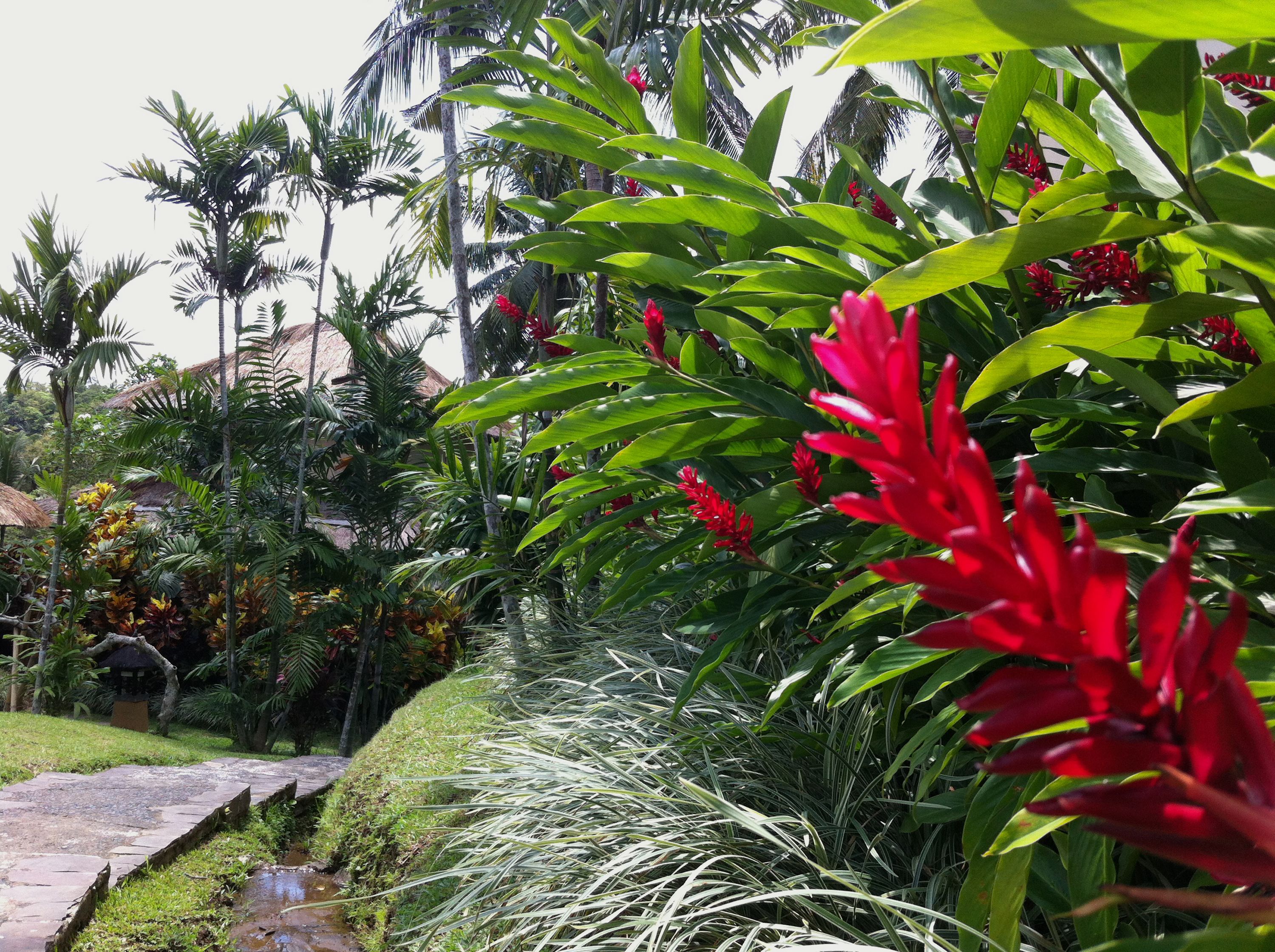 En frodig have med forskellige tropiske planter og en sti af sten.