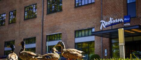 A group of ducks on grass in front of a Radisson Blu Hotel.
