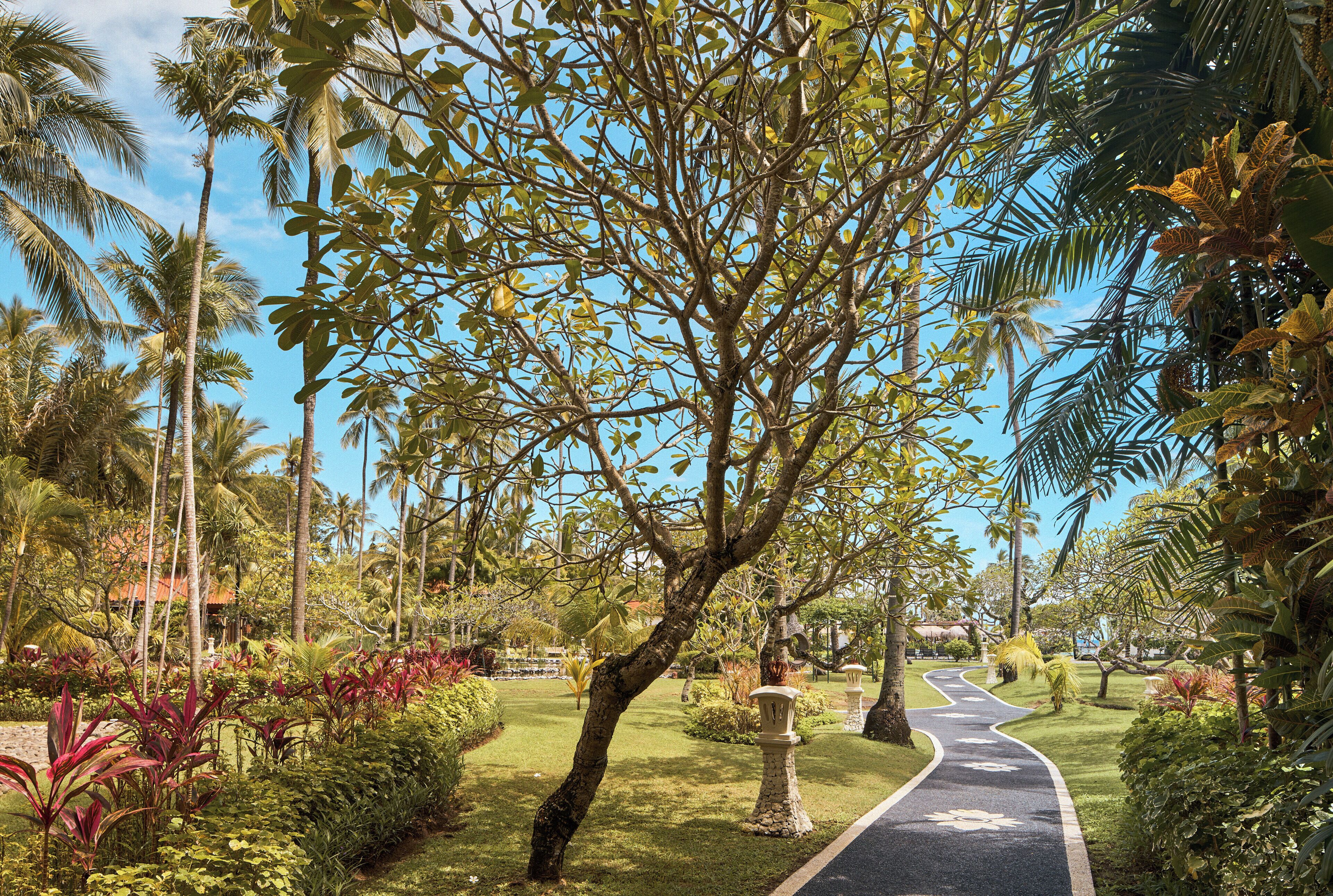 A pathway through a tropical garden with palm trees and various plants.
