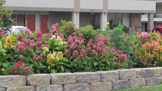 A building with a stone retaining wall, a parking lot, and a variety of flowering plants. - Red Carpet Inn (Augusta)