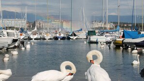 A marina with boats and swans.