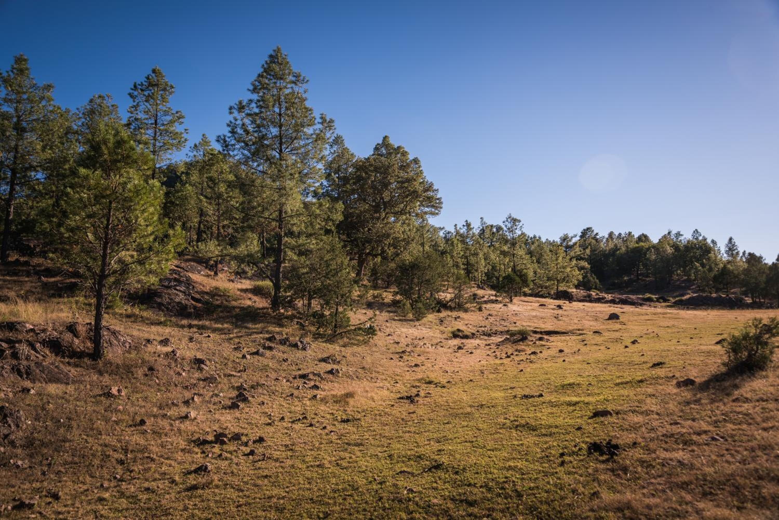 Un paisaje natural con un campo cubierto de hierba y árboles dispersos.