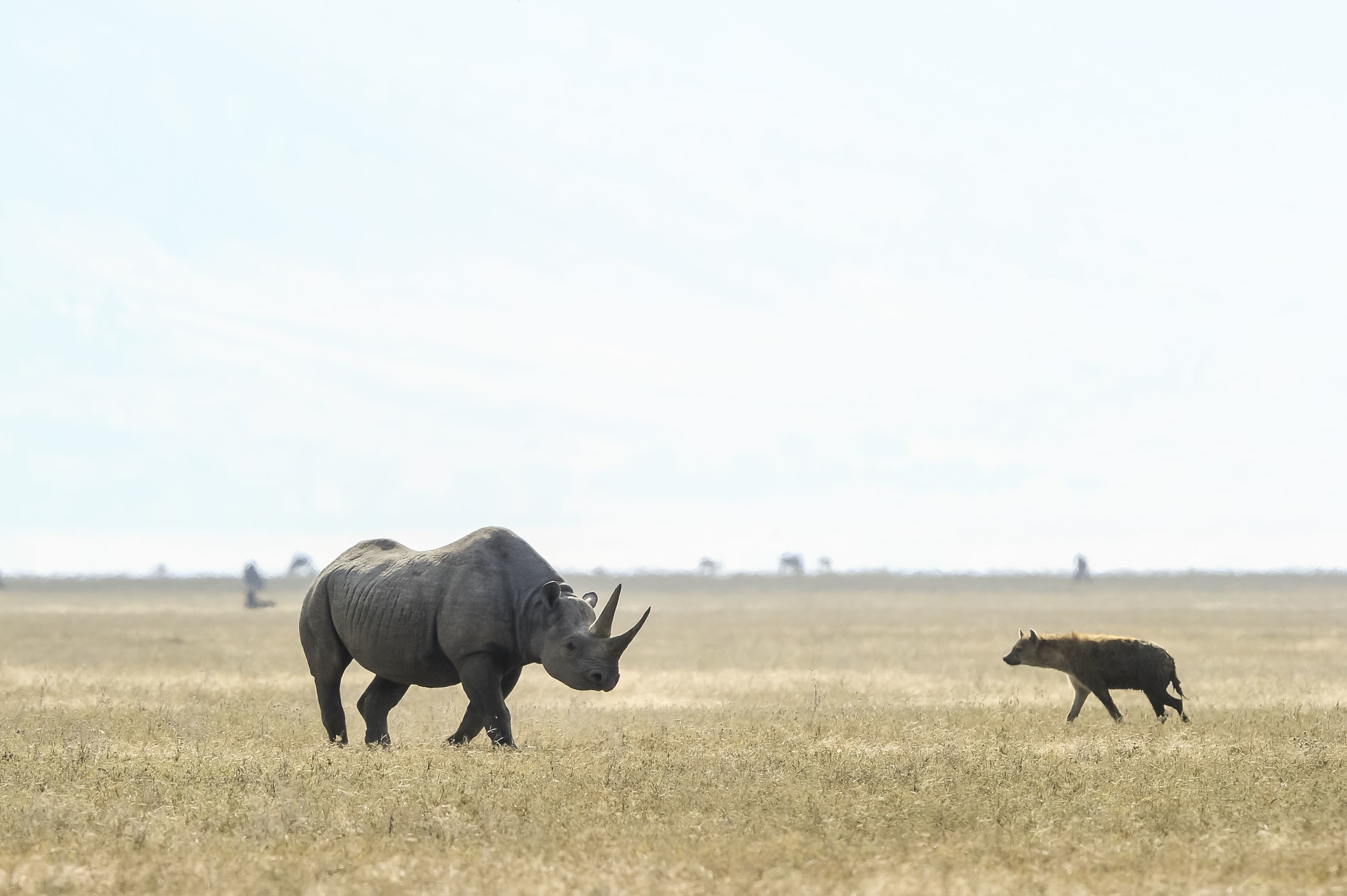 Safari