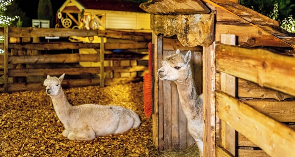 A llama inside a wooden enclosure with a wooden roof and a hay-covered floor.