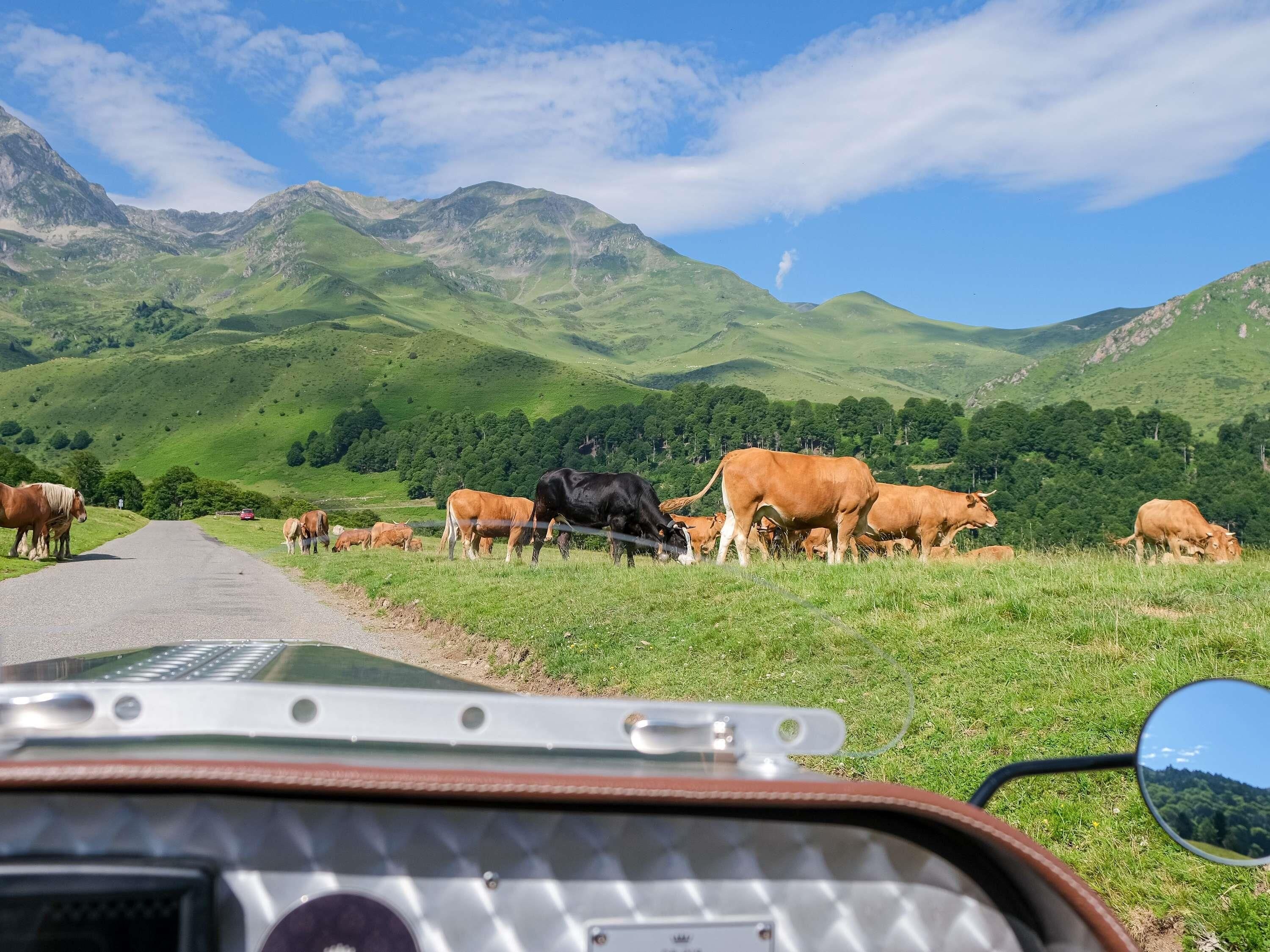 Paisaje rural con ganado pastando y montañas al fondo.