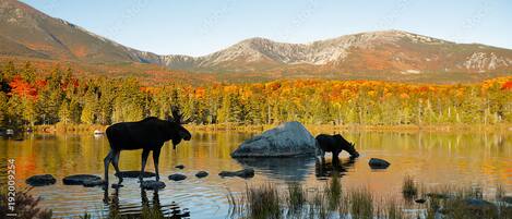 Un lac paisible où deux élans se tiennent sur des rochers, entourés d’arbres aux couleurs automnales et avec des montagnes en arrière-plan.