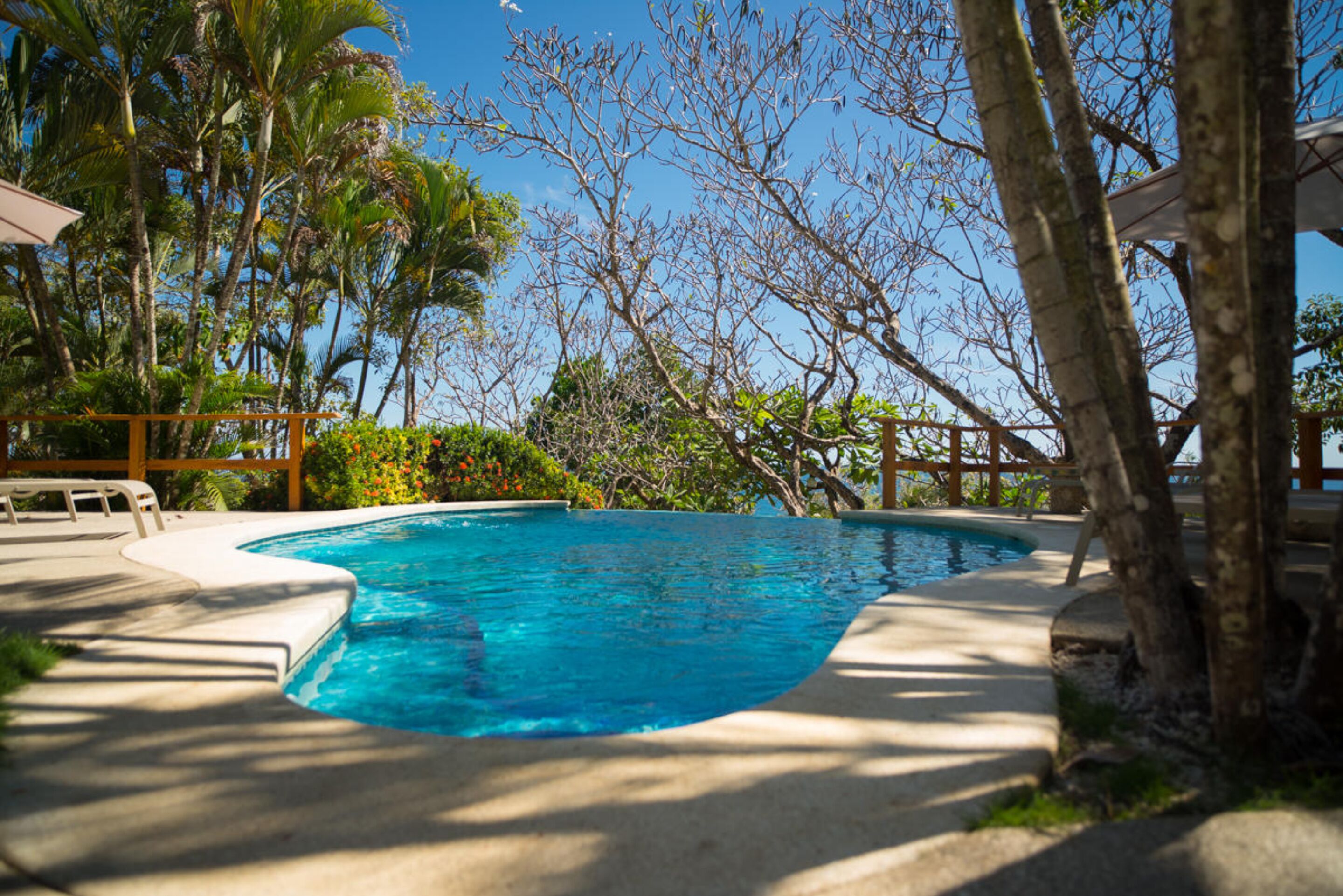 Una piscina rodeada de palmeras y follaje.