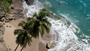 A beach with a palm tree and rocky shoreline.