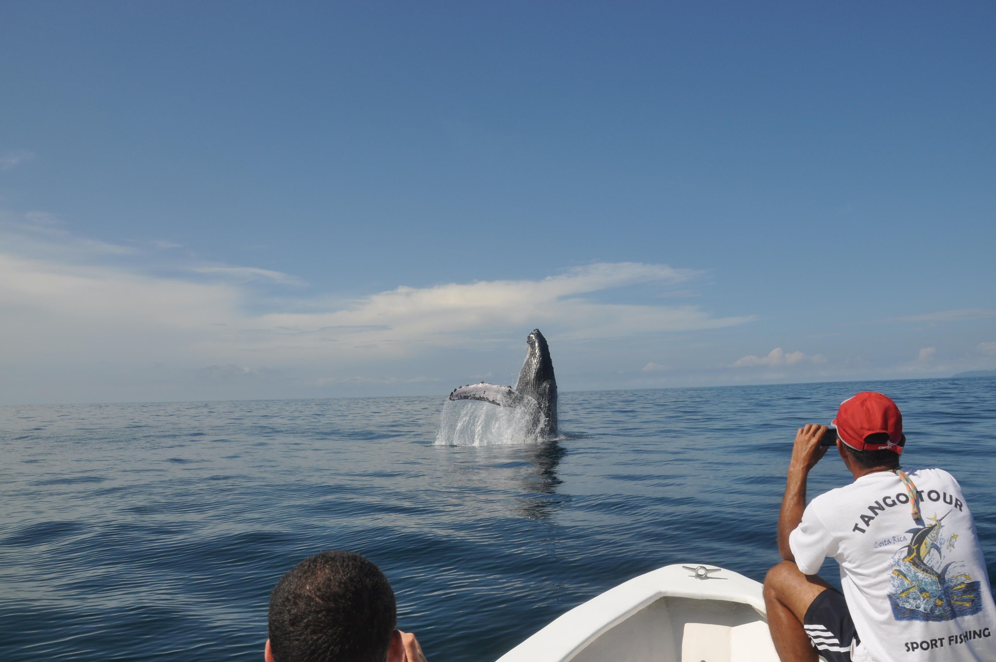 A boat with a man wearing a cap and a white shirt with text, observing a whale breaching the water.