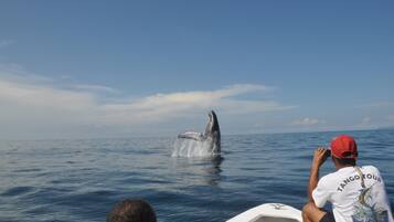 A boat with a man wearing a cap and a white shirt with text, observing a whale breaching the water.