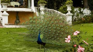 Un pavo real despliega su plumaje en un jardín.