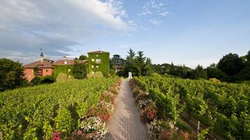 Un chemin bordé de vignes, avec des rangées de ceps, et un bâtiment doté d’une tour.