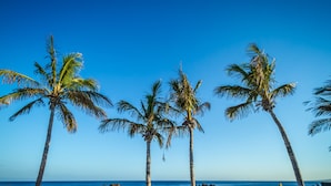 Una playa con palmeras y afloramientos rocosos.
