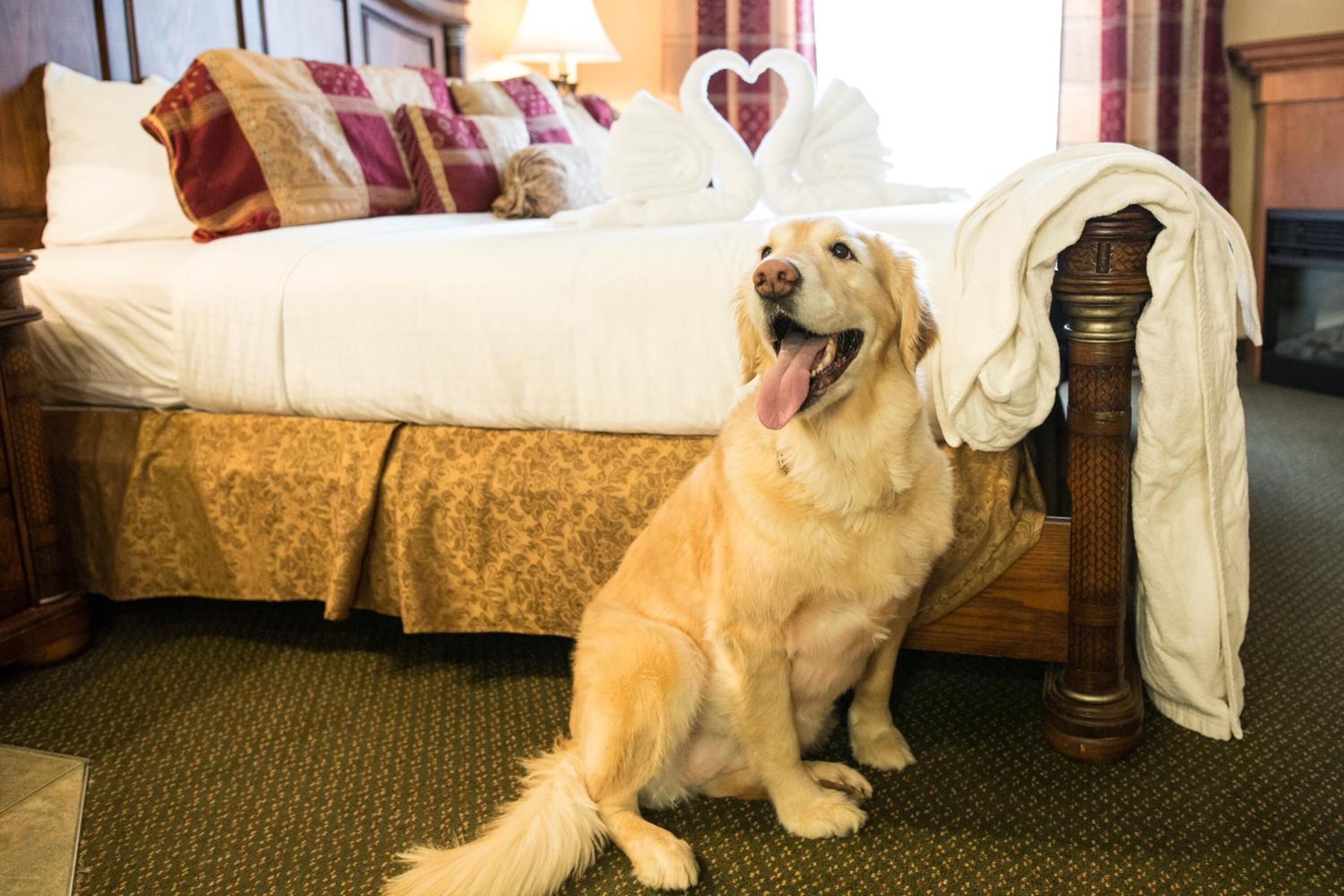 A golden retriever sitting on a carpeted floor in a hotel room with a bed, a wooden chair, and a heart-shaped decoration on the bed.