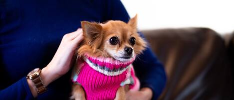 Eine Person hält einen kleinen Hund, der einen rosafarbenen Pullover trägt.