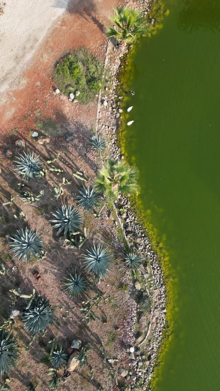 An aerial view of a coastal area with a variety of cacti and small bushes, a sandy beach, and a green body of water.