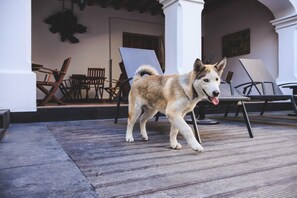 Double Room Pet Friendly | Terrace/patio