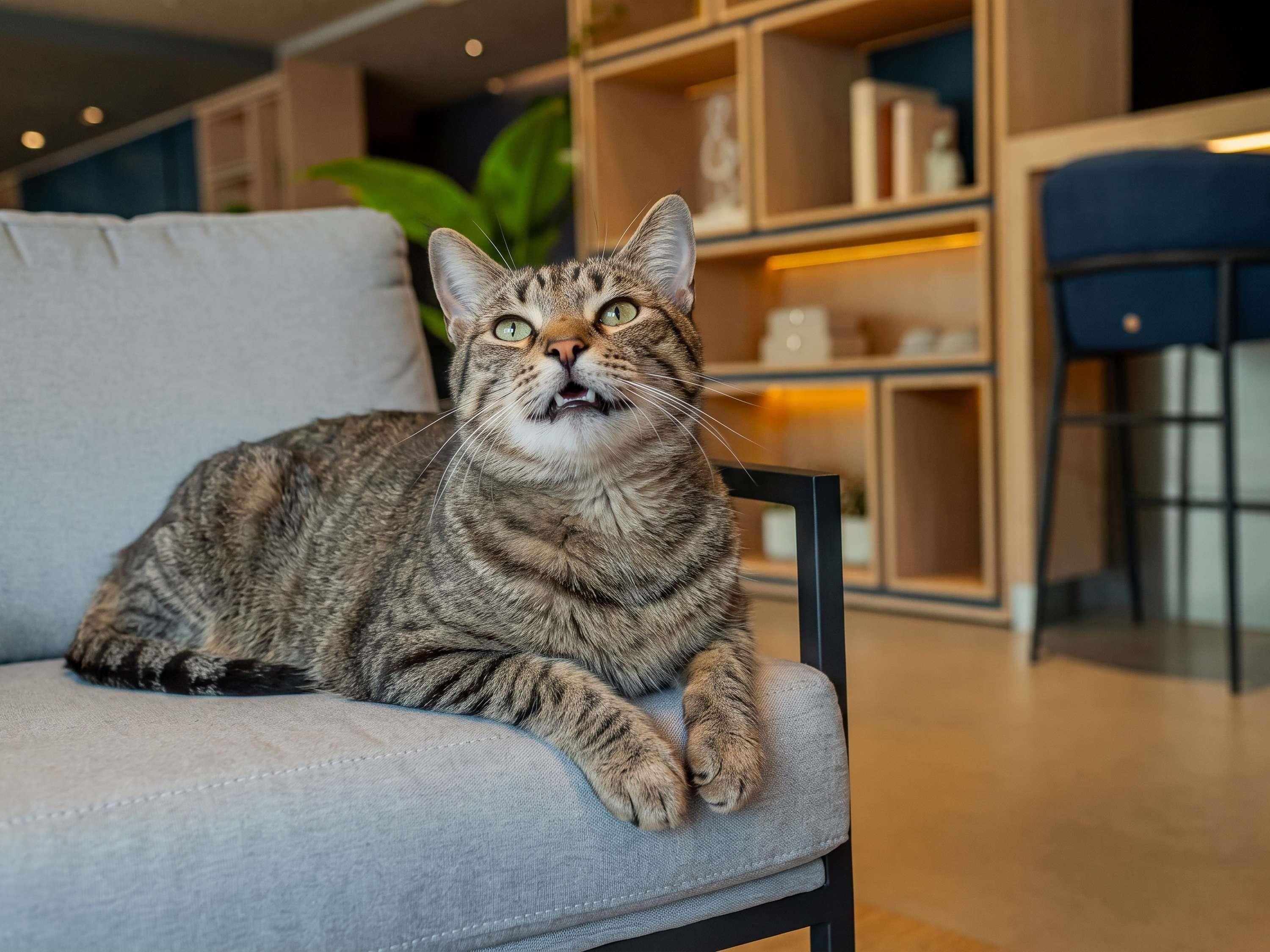 A cat sitting on a chair in a room with shelves and a plant in the background.