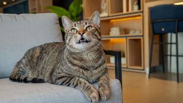 A cat sitting on a chair in a room with shelves and a plant in the background.