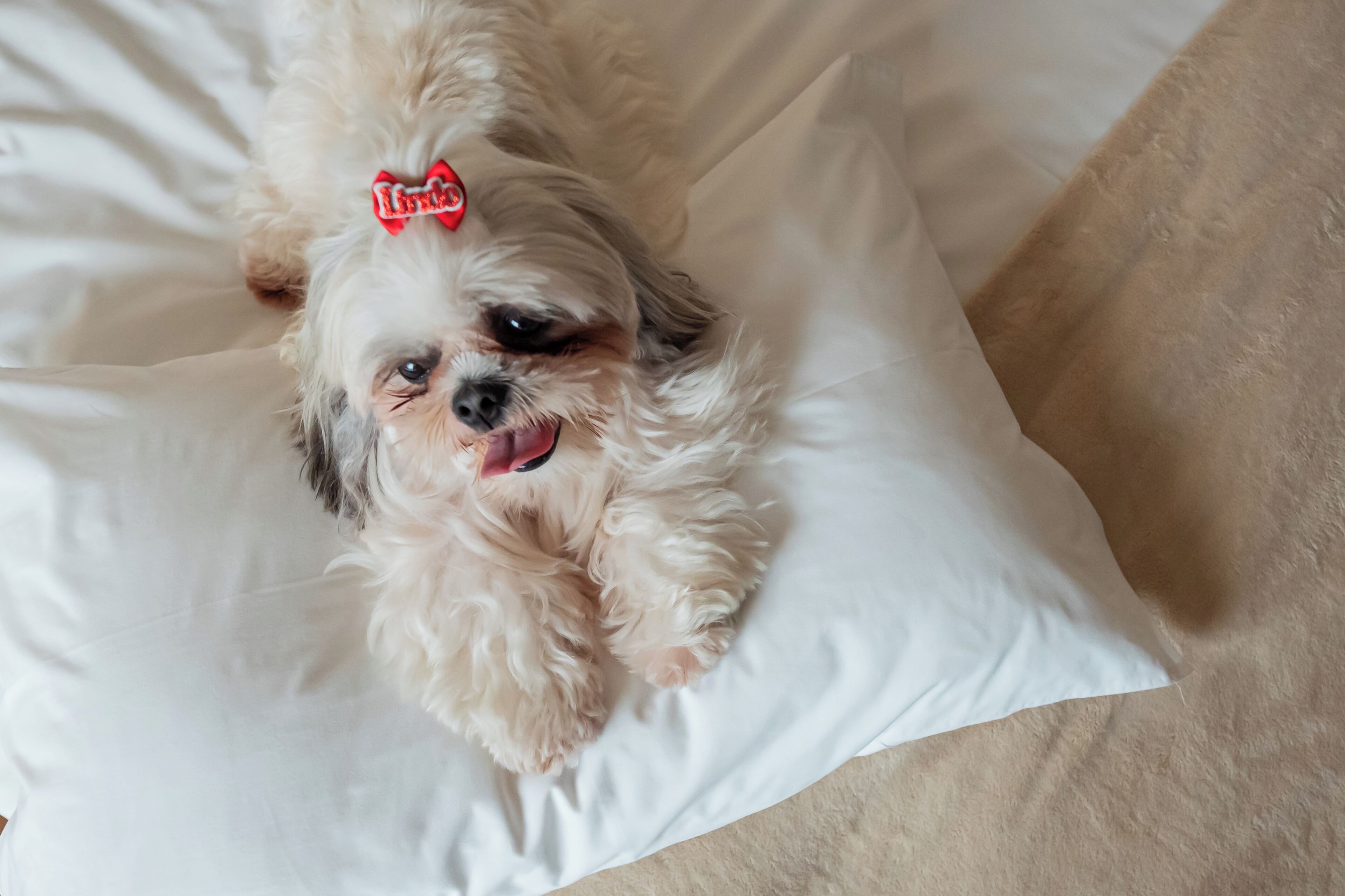 Un piccolo cane con un fiocco in testa sdraiato su un cuscino bianco.