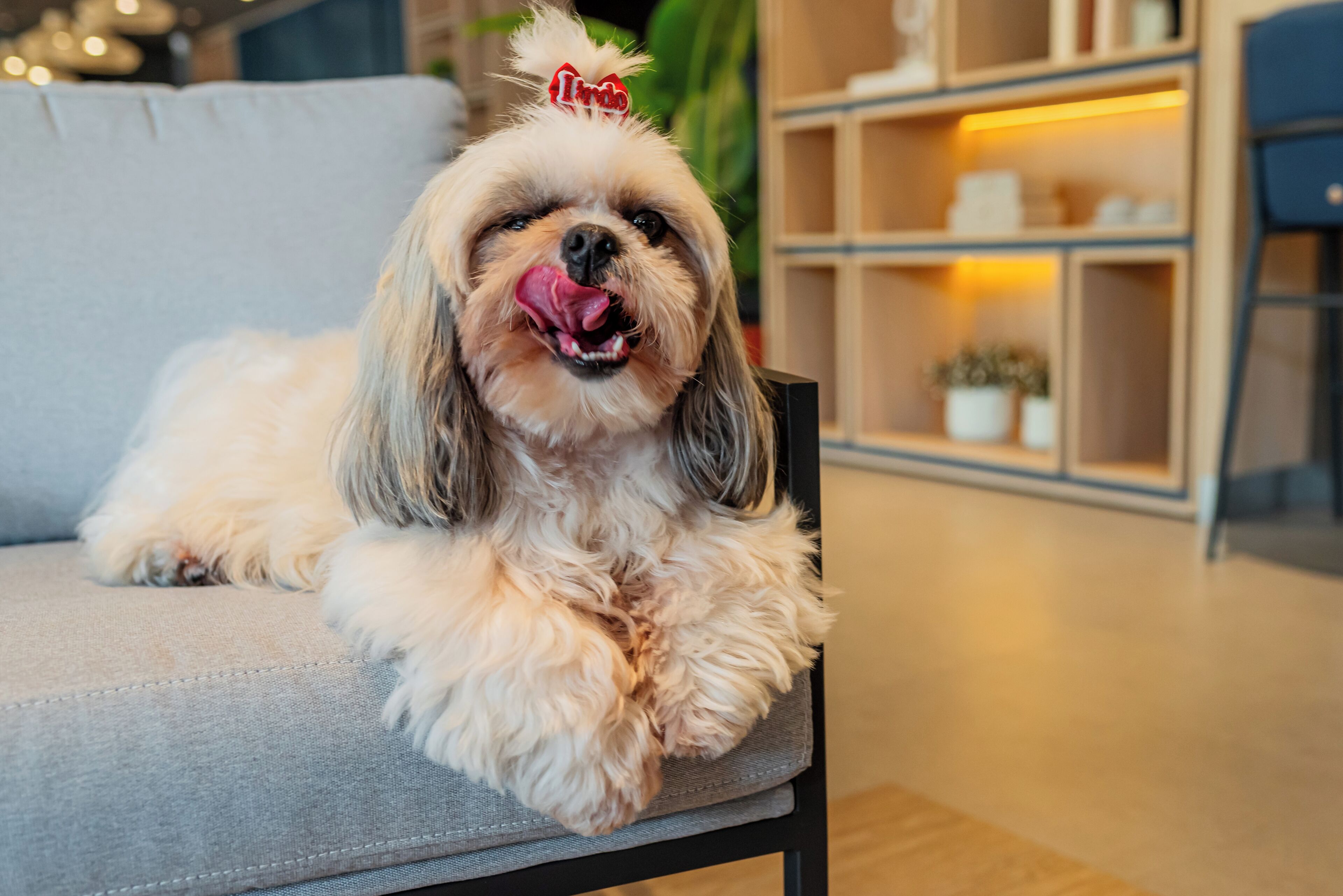 A dog lying on a grey sofa in a well-lit room with shelves in the background.