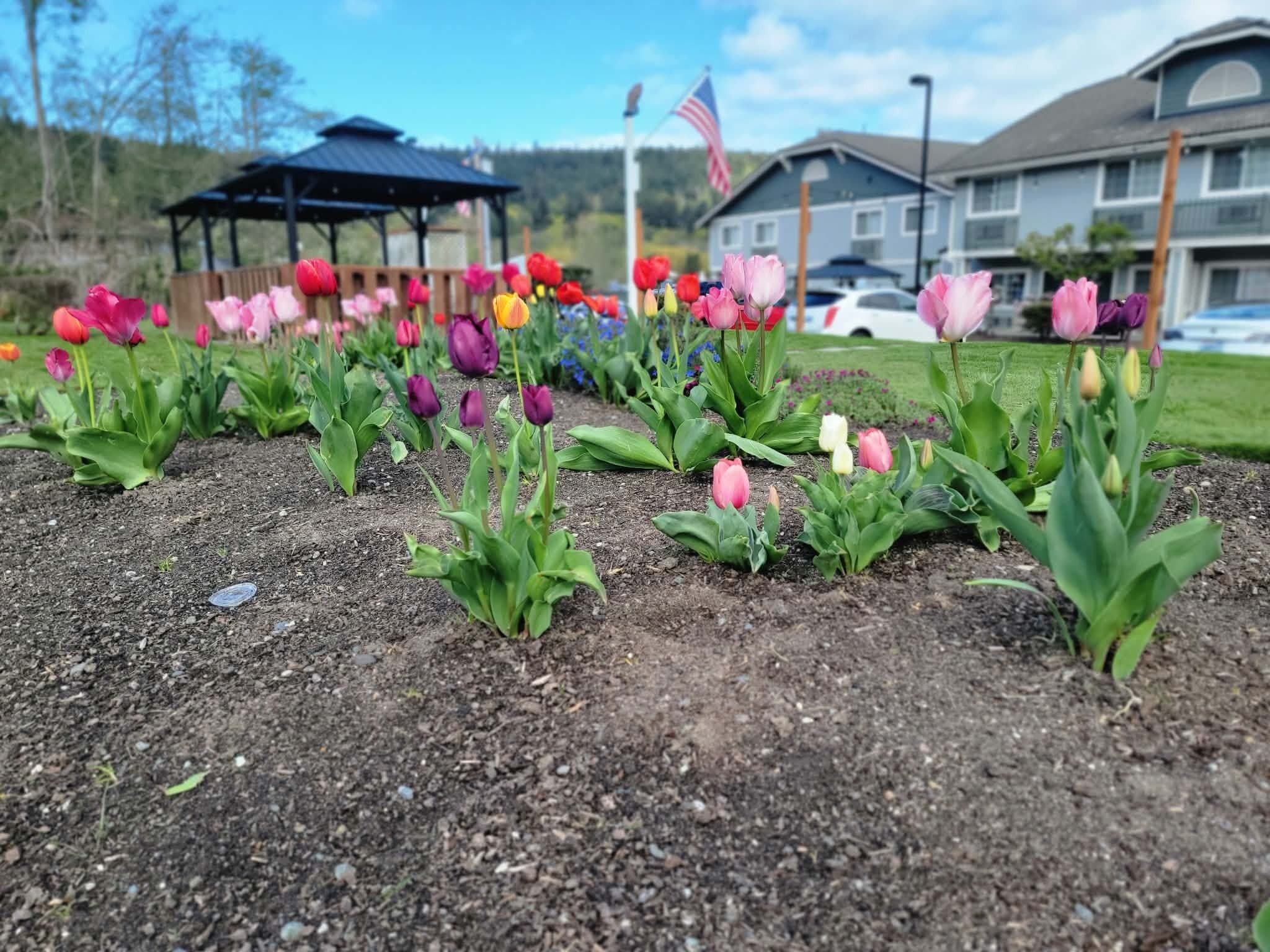 Un jardín con diversas tulipanes, un pabellón y una casa con una bandera estadounidense al fondo.