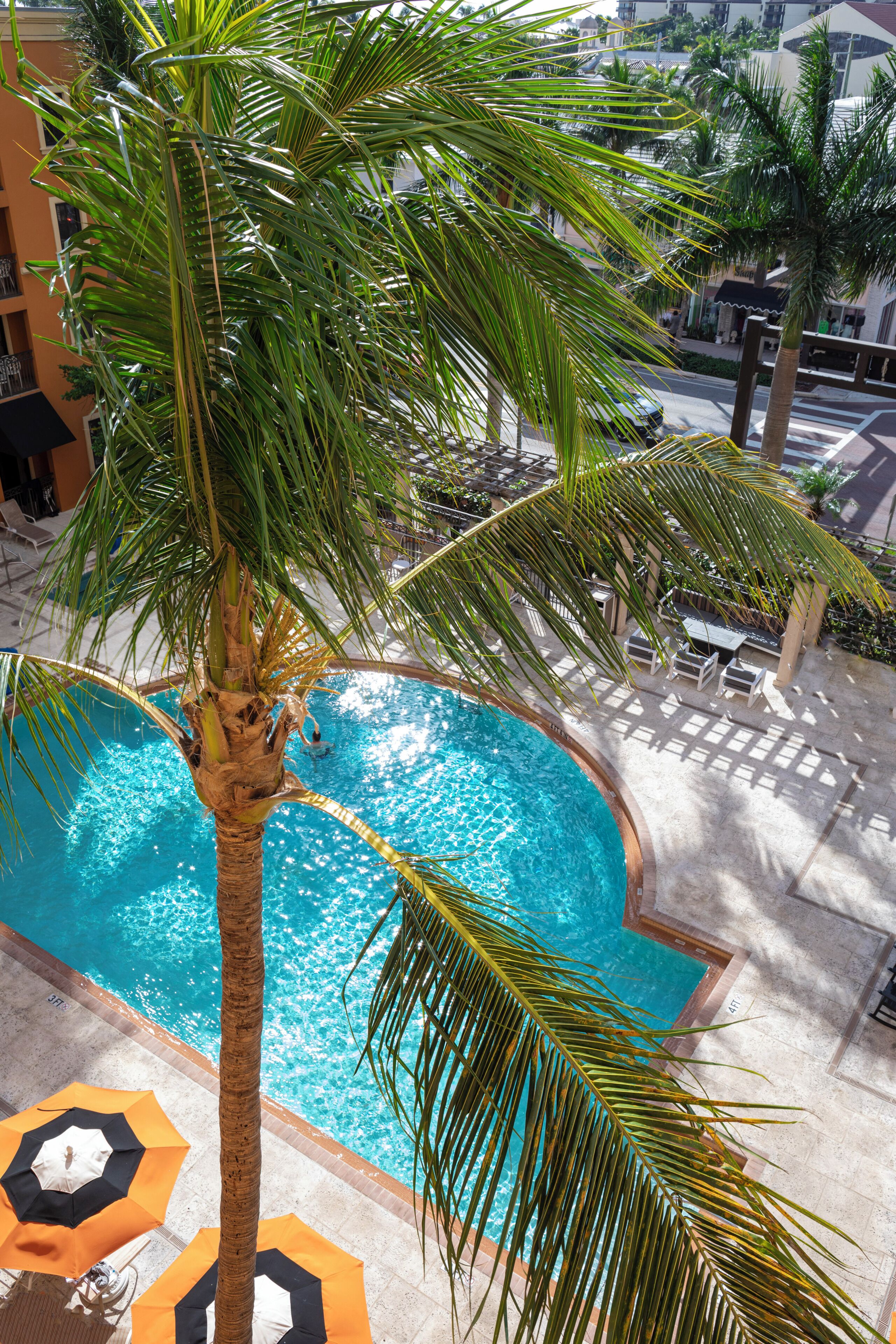 A swimming pool with a palm tree in the foreground and a building in the background.